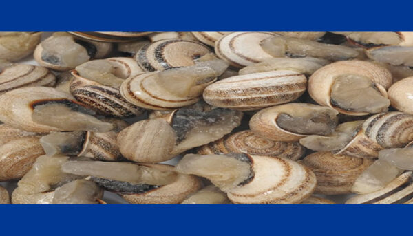CARACOLES